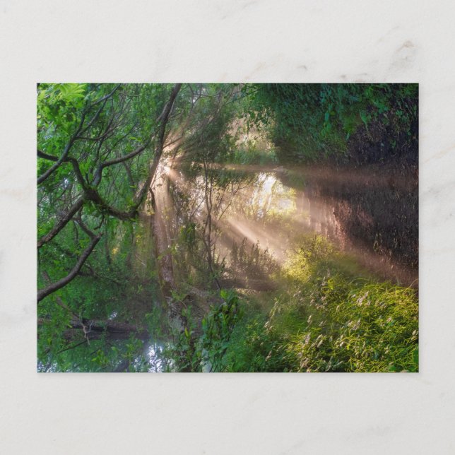 Forest trail postcard (Front)