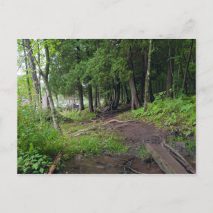 Forest Trail Through Jay Cooke Park Postcard