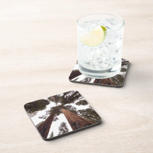 forest, tree coaster