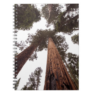 forest, tree notebook