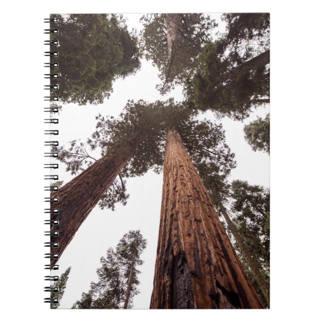 forest, tree notebook (Front)