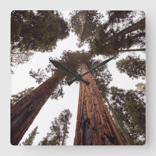 forest, tree square wall clock