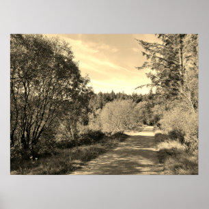 Forest Trees along walking path Gorgeous day Poste Poster