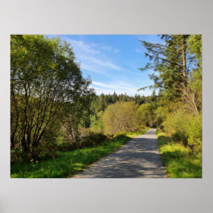 Forest Trees along walking path Gorgeous day Poster