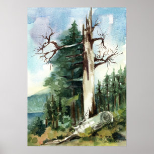 Forest Trees Hiking Trail Mountain View Poster