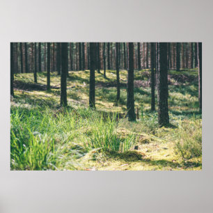 Forest trees. nature green wood sunlight backgroun poster