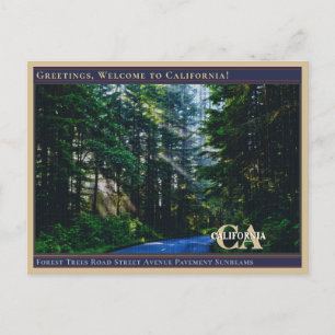 Forest Trees Road Street Avenue Pavement Sunbeams  Postcard