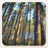 Forest Trees