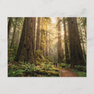 Forest Walk Postcard