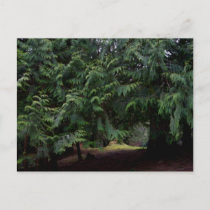 Forest Walk Postcard