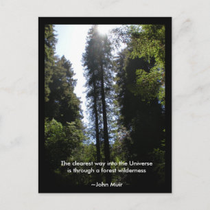 Forest Wilderness Redwoods Postcard