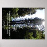 Forest Wilderness Redwoods
