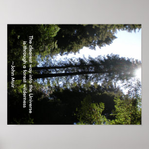 Forest Wilderness Redwoods Poster