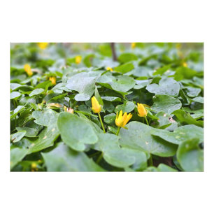 Forest Wildflowers – Botanical Nature Photography Photo Print