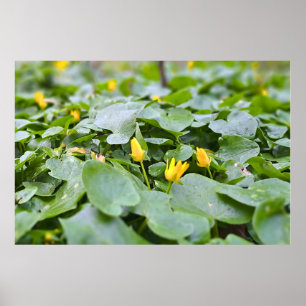 Forest Wildflowers – Botanical Nature Photography Poster