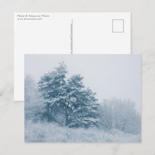Forest Winter Nature Photo Postcard
