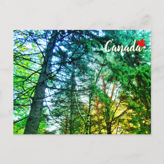 Forest Woodland Medley of Trees Canada Postcard (Front)