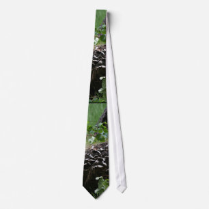 Forest Woods Leaves Trees Hiking Scenic Oregon Tie