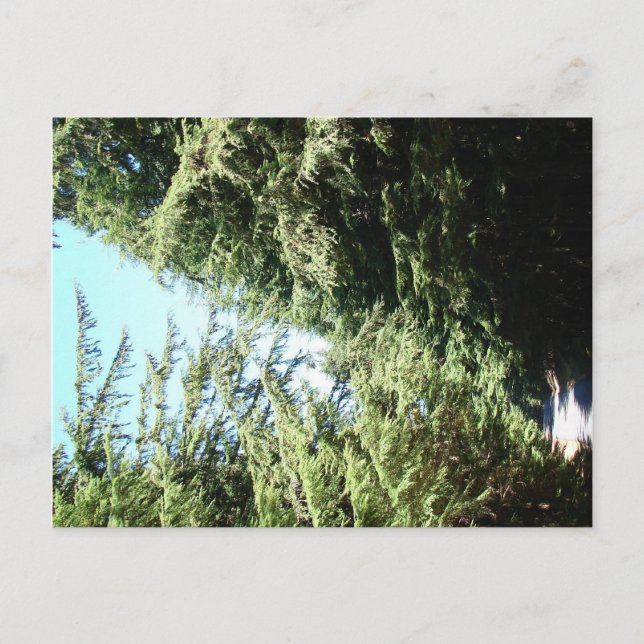 Forested Road Moran State Park Postcard (Front)