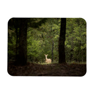 Forests   A White Tailed Deer in the Woods Magnet
