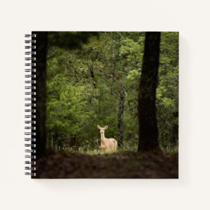 Forests A White Tailed Deer in the Woods Notebook