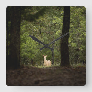 Forests   A White Tailed Deer in the Woods Square Wall Clock