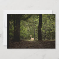 Forests | A White Tailed Deer in the Woods