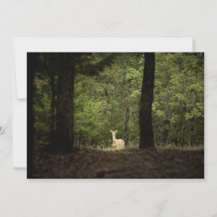 Forests A White Tailed Deer in the Woods Thank You Card