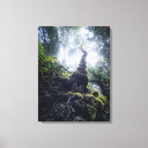 Forests Anaga Rural Park Canary Islands Canvas Print