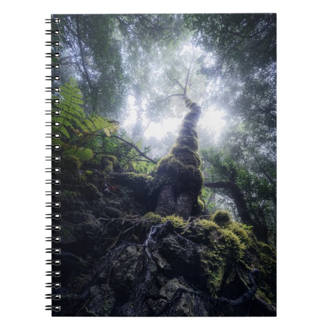 Forests | Anaga Rural Park Canary Islands Notebook (Front)