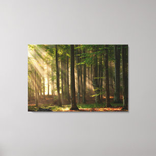 Forests Autumn Forest Canvas Print