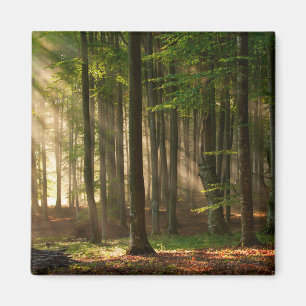 Forests   Autumn Forest Magnet
