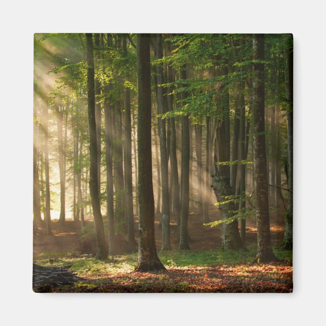 Forests | Autumn Forest Magnet (Front)