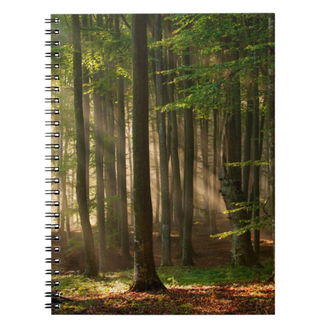 Forests | Autumn Forest Notebook (Front)