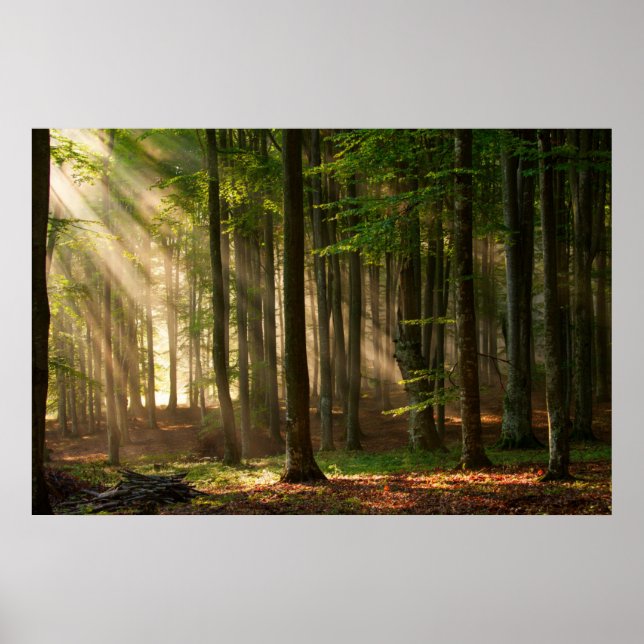 Forests | Autumn Forest Poster (Front)