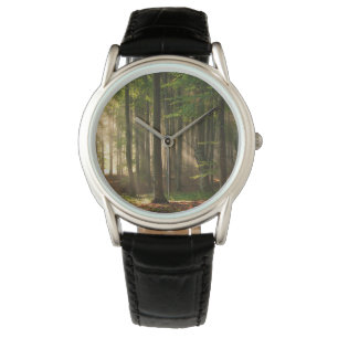 Forests   Autumn Forest Watch