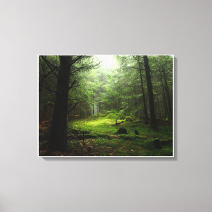 Forests   Auvergne France Canvas Print