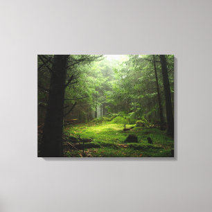 Forests Auvergne France Canvas Print