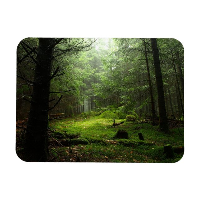 Forests | Auvergne France Magnet (Horizontal)