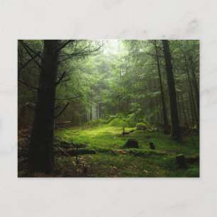 Forests Auvergne France Postcard