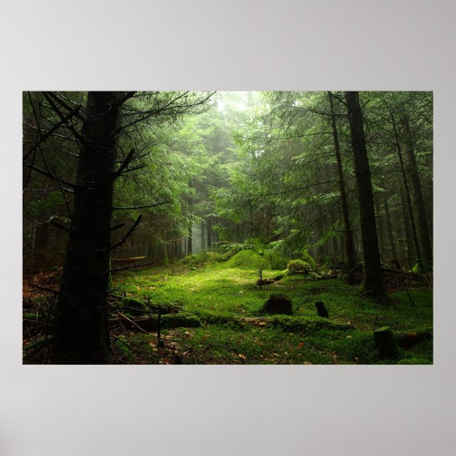 Forests | Auvergne France Poster (Front)