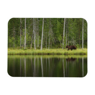 Forests Bear at Taiga Forest Northern Finland Magnet