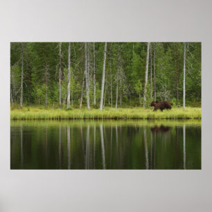Forests Bear at Taiga Forest Northern Finland Poster