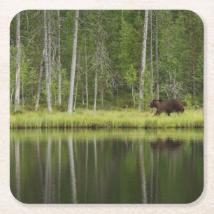Forests Bear at Taiga Forest Northern Finland Square Paper Coaster