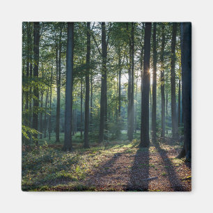 Forests Black Forest Germany Magnet