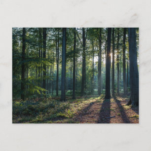 Forests Black Forest Germany Postcard