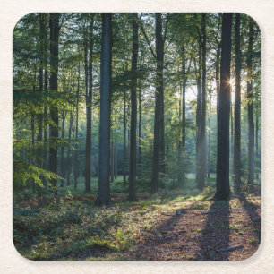 Forests   Black Forest Germany Square Paper Coaster