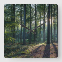 Forests | Black Forest Germany