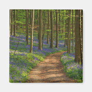 Forests Bluebell Forest in Belgium Magnet