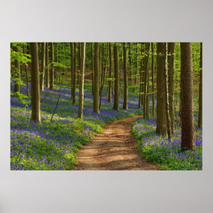 Forests   Bluebell Forest in Belgium Poster